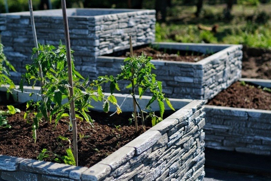 Modern raised beds made of grey stones with tomato plants in a garden.